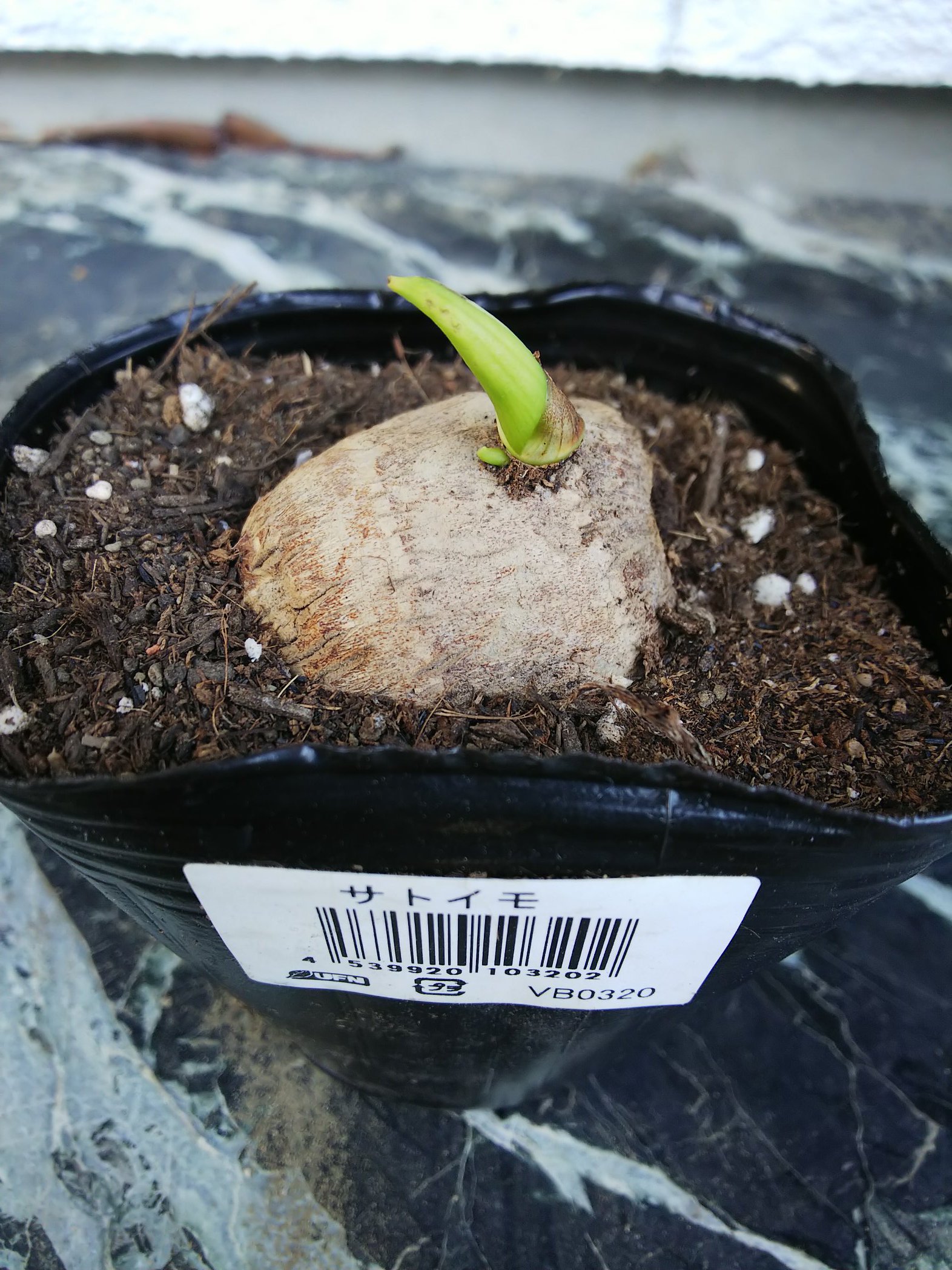 تويتر 信州発 家庭菜園 Q S Natural Garden على تويتر こんなに芽が伸びた 里芋 はどうやって定植するんだ と ふと思い 調べてたら ありました 全て埋めるんですか 種芋はcmの深さに植付けし 芽は地上に出さなきゃいけないし どうするん