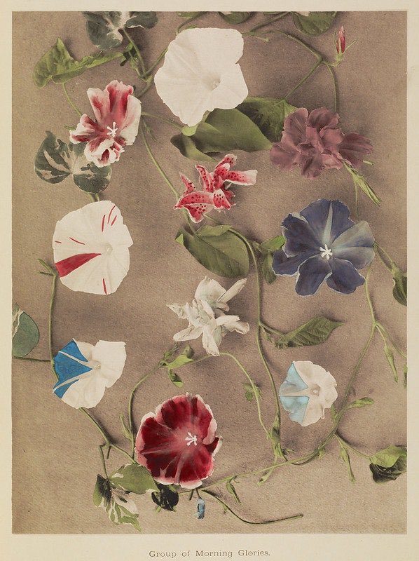 Happy Birthday Alison   (Ogawa Kazumasa, Hand-Coloured Photographs,1896) 