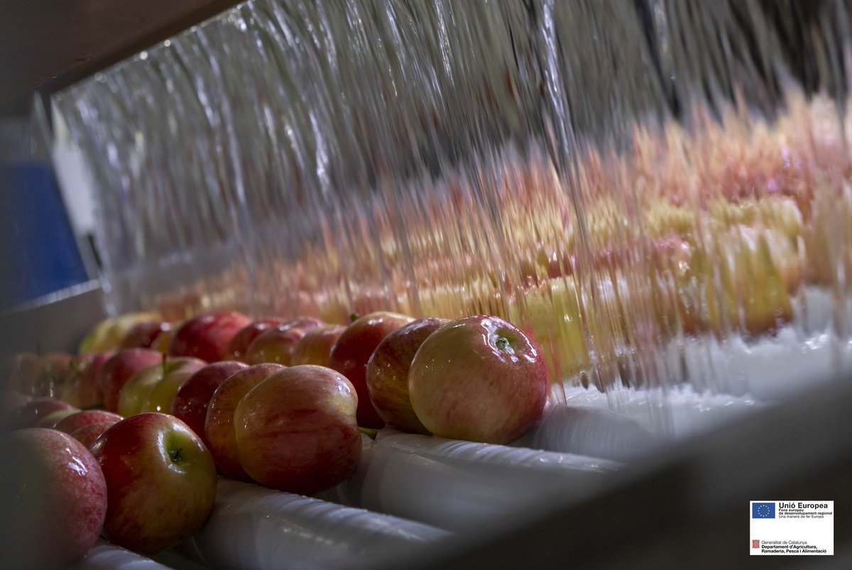 pomadegirona's tweet photo. La Poma és una de les fruites més populars del món.🍏🍎 Sabies que existeixen més de 7500 varietats?🙆‍♀️ #productedeproximitat #productesdelaterra
#km0 https://t.co/Yqcporr1XF