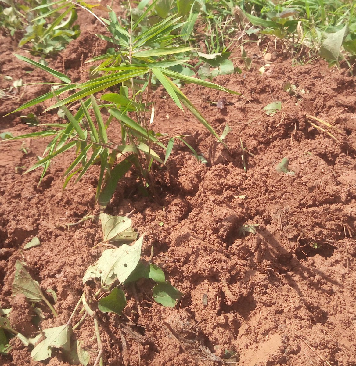 habanabakizej6's tweet photo. Moving our baby bamboos from the landslided area to the safe area. #lovewhatyoudo #growmorebamboo #EPBRWANDA #bambooforlife #bambootimberof21stcentury 💕 https://t.co/vCG84zQRca