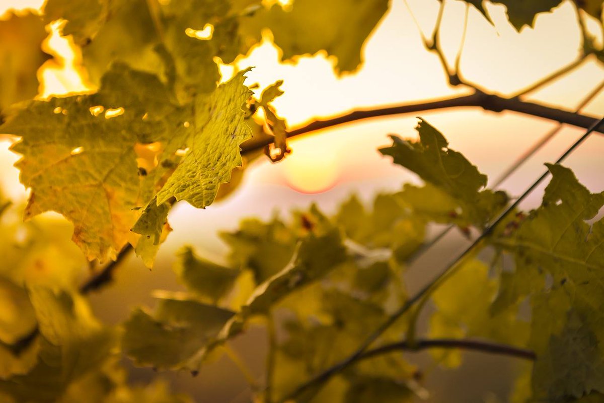 Pimecava tweet media