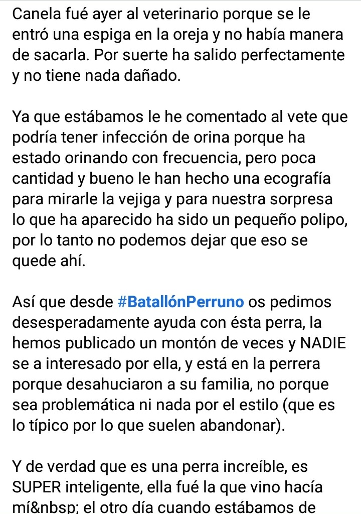 Batallon_Merida's tweet photo. Ayer tuvimos que llevar a Canela al veterinario porque tenía una espiga en la oreja, pero resulta que aparte de eso también tiene un pequeño polipo en la vejiga. A si que como comprenderéis hay que encontrarle un hogar lo antes posible, por lo tanto os pedimos máxima difusión xfa https://t.co/WJEEnmCYou