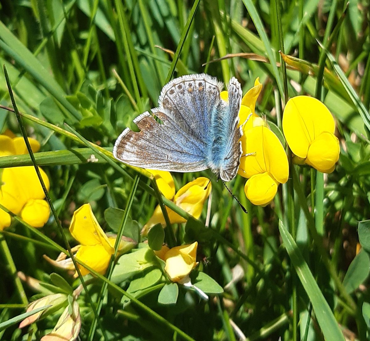 muliernatura's tweet photo. Spotted this beautiful Common Blue on my walk today 🥰🦋 managed to get these phonesnaps and atleast another 100 on my proper camera 🙄🙈🤣
#clickhappy
#Anglesey 
#wildlifephotography 
#lovebutterflies https://t.co/Pnbbqzgpfu