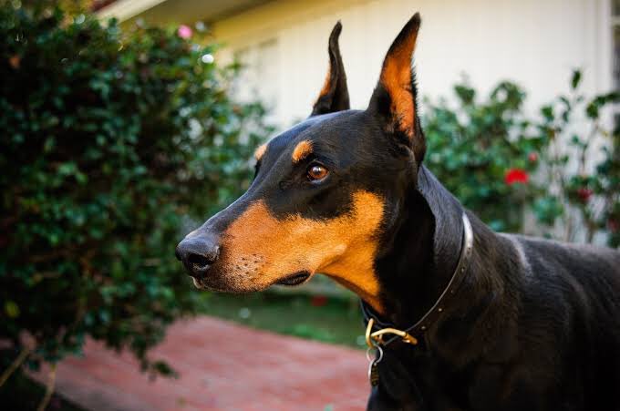 tony revolori as a doberman: a thread