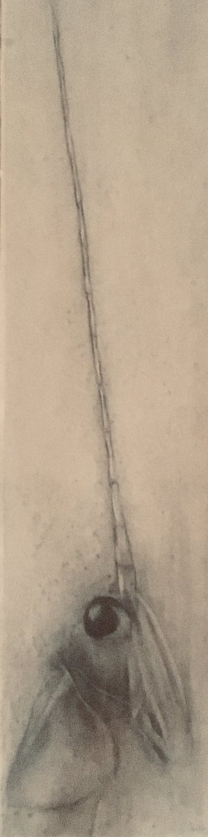 annaleneil's tweet photo. Portrait of a grasshopper - looking like a strange, skeletal or alien unicorn. 

#amdrawing #insects #grasshopper #entomology #contemporaryart https://t.co/uK6Co9D42g