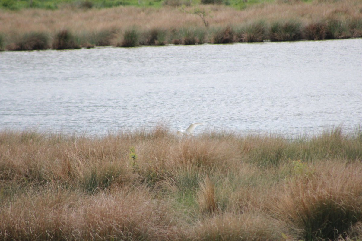 beemorewild's tweet photo. Help with some ID please? Sorry the photo isn’t the best quality, my lens was fully zoomed in😂
My best guess is it’s a Little egret?
@WildlifeTrusts @britishbirds @BirdSpotUK @RSPBbirders #birdwatch #wetland #thevyne #hampshire https://t.co/4WrVxfRGRl