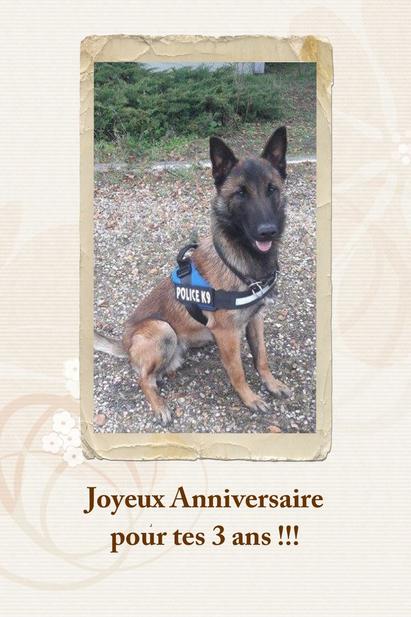 Police Nationale Happybirthday Natcho Chien Stup K9 De Frejus Fete Ses 3 Ans En 18 Mois D Activite A Effectue De 630 Operations Et Decouvert De