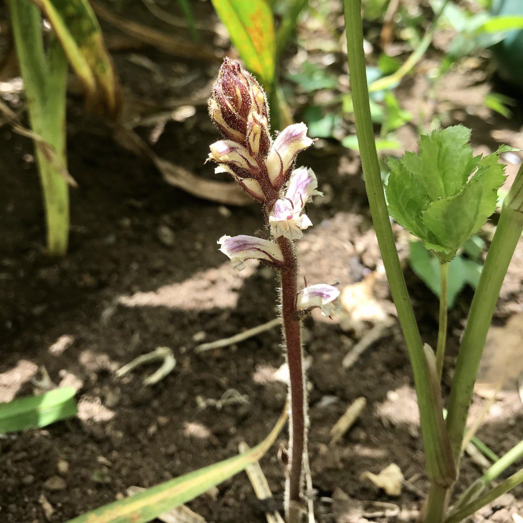 三浦半島で見られる身近な植物 Vsrsj6neylctuwl Twitter