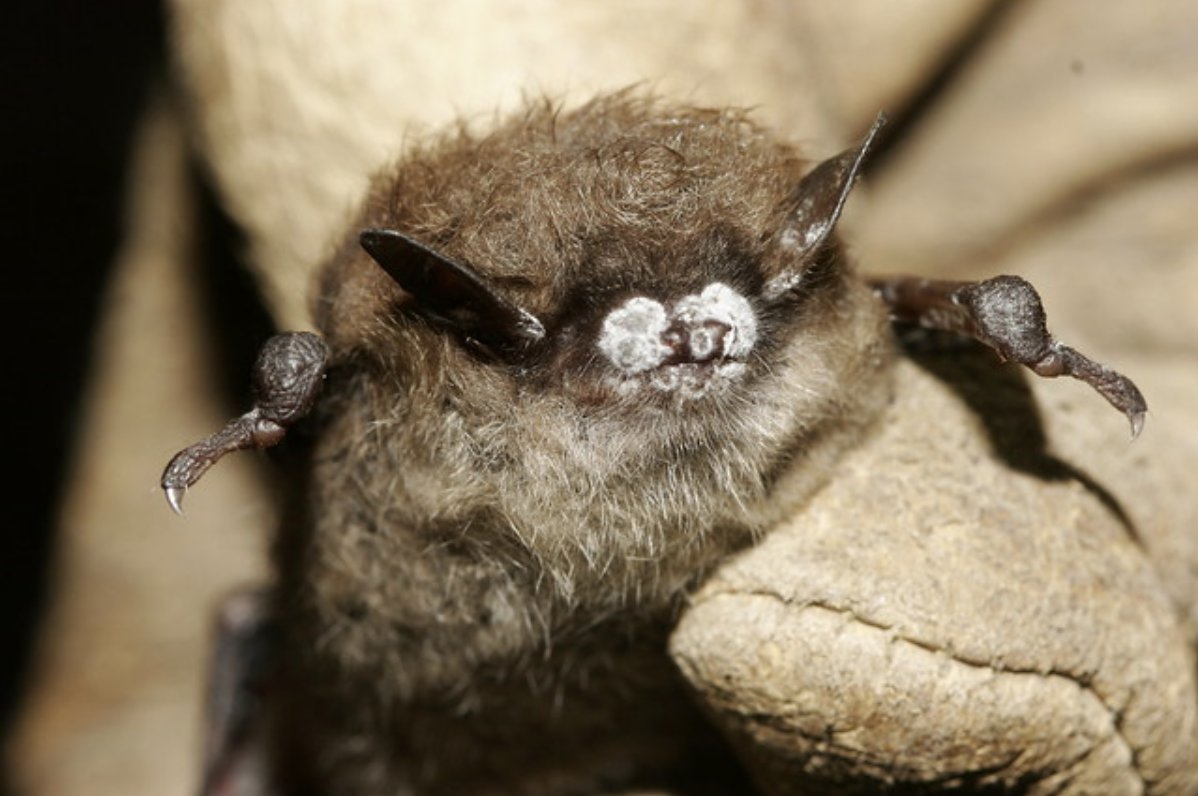 Something you can do immediately is share this thread! Go to  https://www.whitenosesyndrome.org/static-page/brochures-postcards-and-fact-sheets to download infographics, posters, & fact sheets to share with friends & familyAnd if you've made it this far: thank you!! YOU are the hooman partner that the wing floofs need 11/11