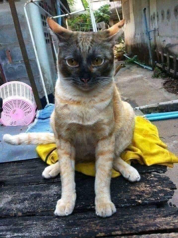 KucingLiar's tweet photo. Suka suka gue lah.. *cakar* https://t.co/AXOi3JQAa3