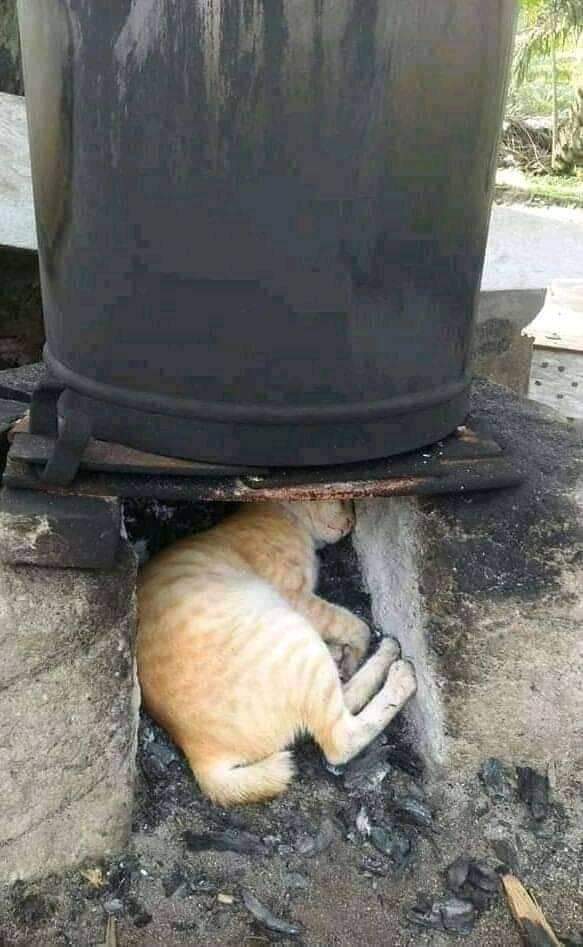 KucingLiar's tweet photo. Suka suka gue lah.. *cakar* https://t.co/AXOi3JQAa3