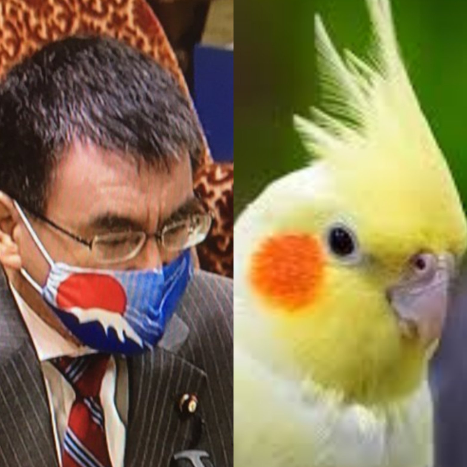もふもふ三毛 Tortoise Cocka Twitter