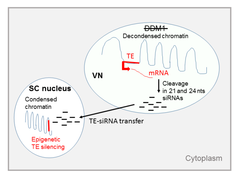 Cells_MDPI's tweet photo. #mdpicells New #publication: #Transposon Reactivation in the Germline May Be Useful for Both Transposons and Their Host Genomes
@MDPIOpenAccess @UCAuvergne @CNRS #retroelements #piRNAs #DNA_methylation
📌https://t.co/bLwvAeZ53J https://t.co/mCLbPxueTx