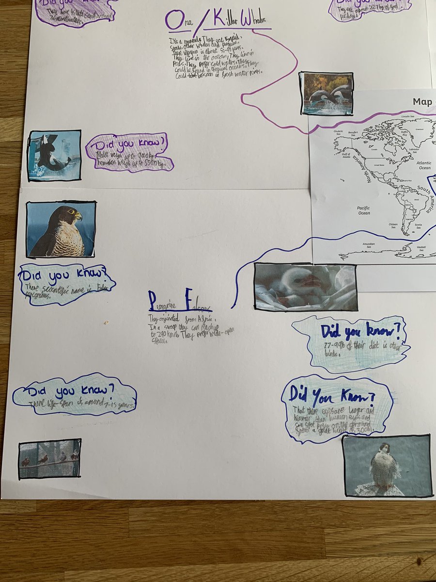 vicky_beaman's tweet photo. @MrCapener Mason made a giant poster with animal facts and map to show where they are from https://t.co/hOLNhnTlZe