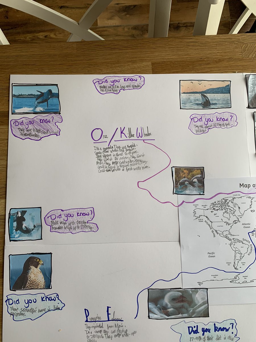 vicky_beaman's tweet photo. @MrCapener Mason made a giant poster with animal facts and map to show where they are from https://t.co/hOLNhnTlZe