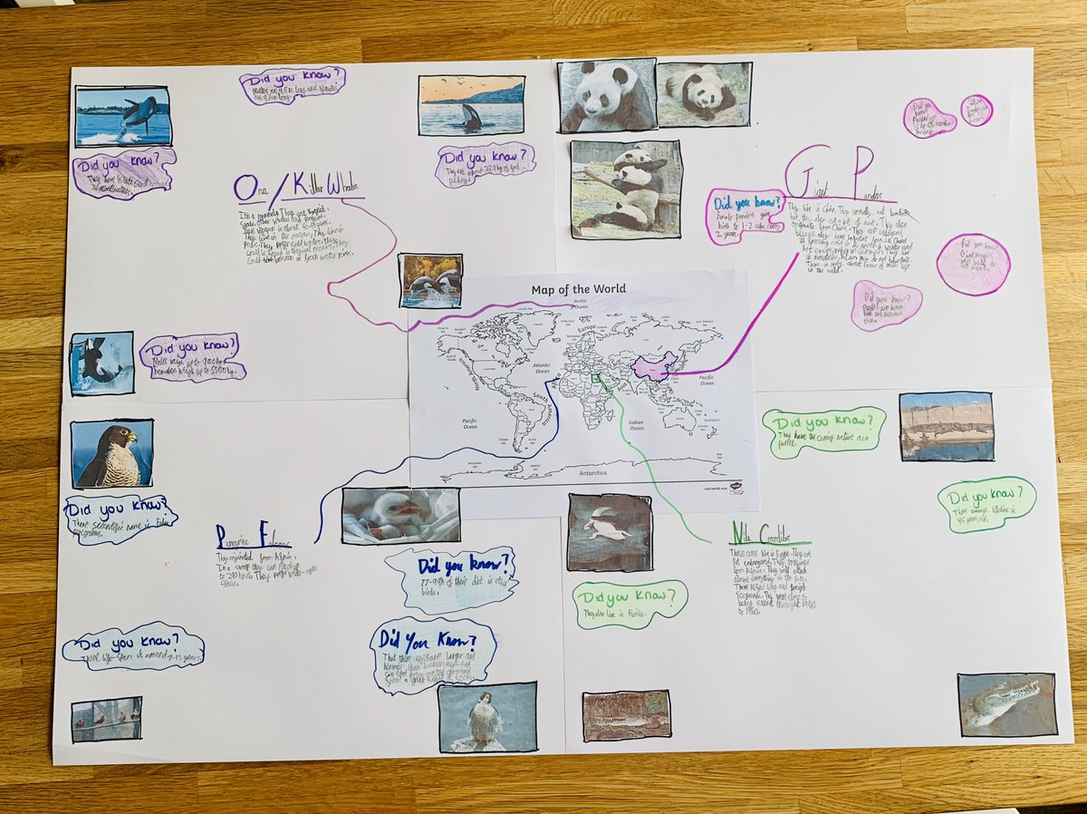vicky_beaman's tweet photo. @MrCapener Mason made a giant poster with animal facts and map to show where they are from https://t.co/hOLNhnTlZe