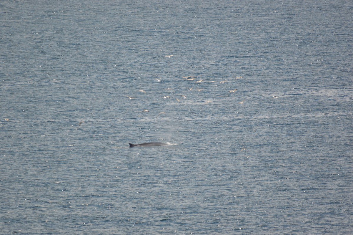 GibMarine's tweet photo. 4 Fin Whales recorded by the EPRU migrating through the Southern Waters of Gibraltar #MPA on their way to the Atlantic Ocean. Remember to keep your distance at sea if you see them. Thanks to @BluefinOWSC for the heads up! @ThinkingGreenGI #cetaceanprotocol #Gibraltar https://t.co/Y9nTZWf8rG