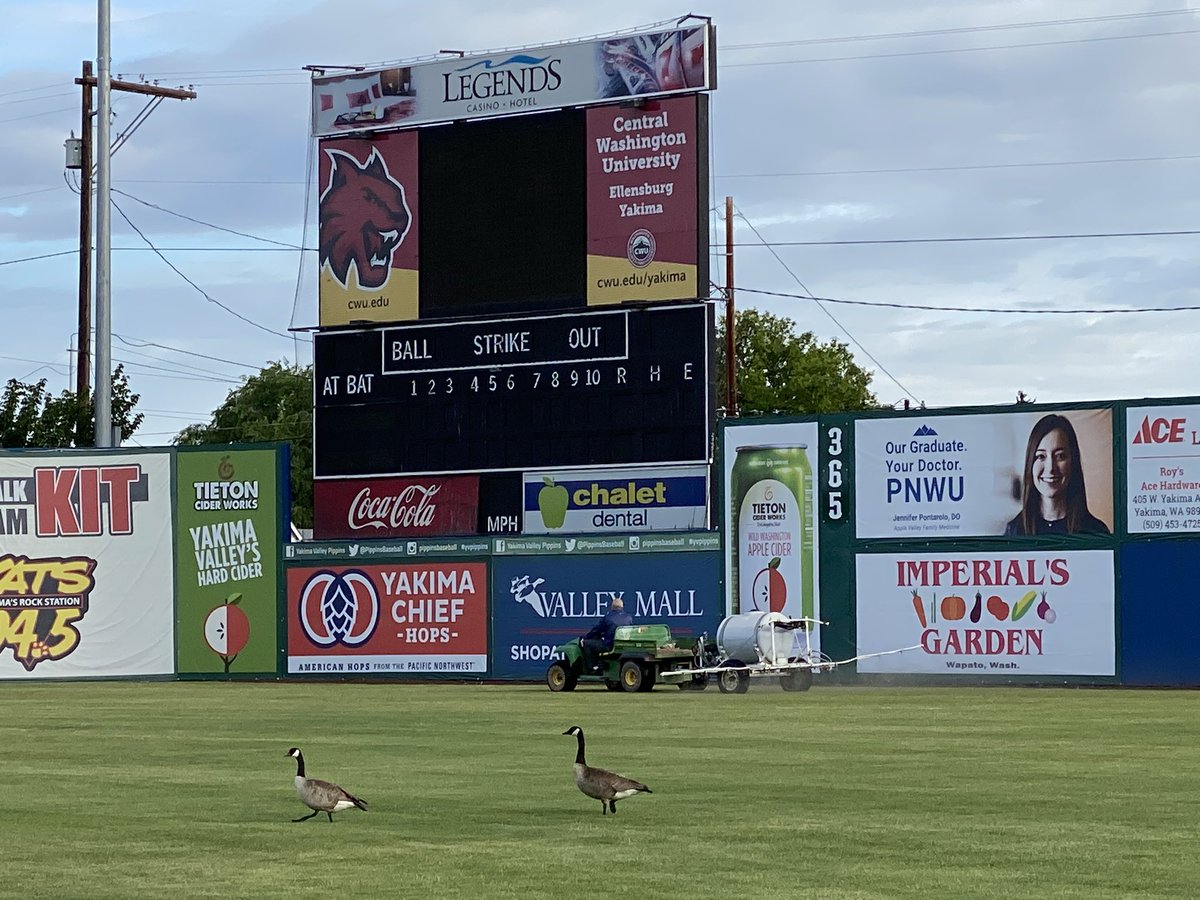 PippinsBaseball's tweet photo. Goose and Maverick arenβt sure whatβs going on right now, but they donβt like it. #RollPipps #BugSpray #StayHome4Baseball https://t.co/4ywTytt0Cz