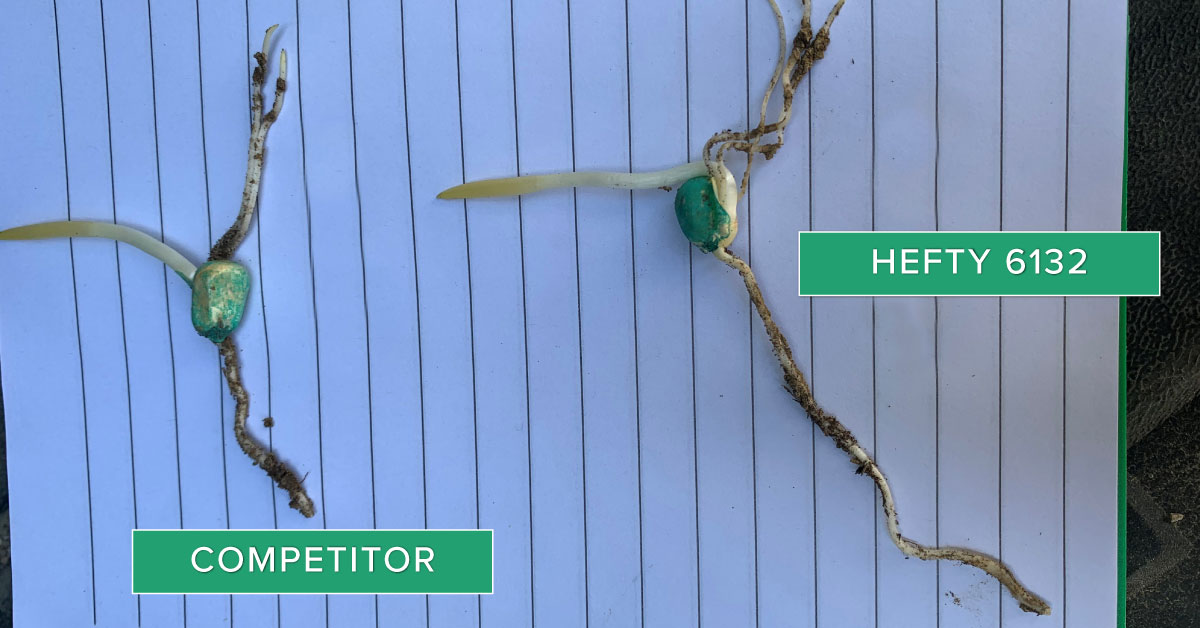 HeftySeed's tweet photo. When scouting early season crops, dig up some plants to check out what’s going on underground. After digging up a few plants near West Point, NE, the root structures on Hefty Corn seedlings are consistently strong! #HeftyYields #HeftyBrandCorn #plant20 #growbigcorn https://t.co/ft1mZVfqwO