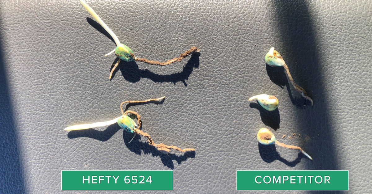 HeftySeed's tweet photo. When scouting early season crops, dig up some plants to check out what’s going on underground. After digging up a few plants near West Point, NE, the root structures on Hefty Corn seedlings are consistently strong! #HeftyYields #HeftyBrandCorn #plant20 #growbigcorn https://t.co/ft1mZVfqwO