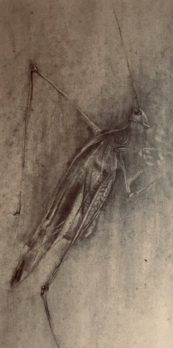 annaleneil's tweet photo. Drawing of a grasshopper, in full.
#amdrawing #entomology #contemporaryart #insects #insectdrawings https://t.co/8kTlhxl2pj