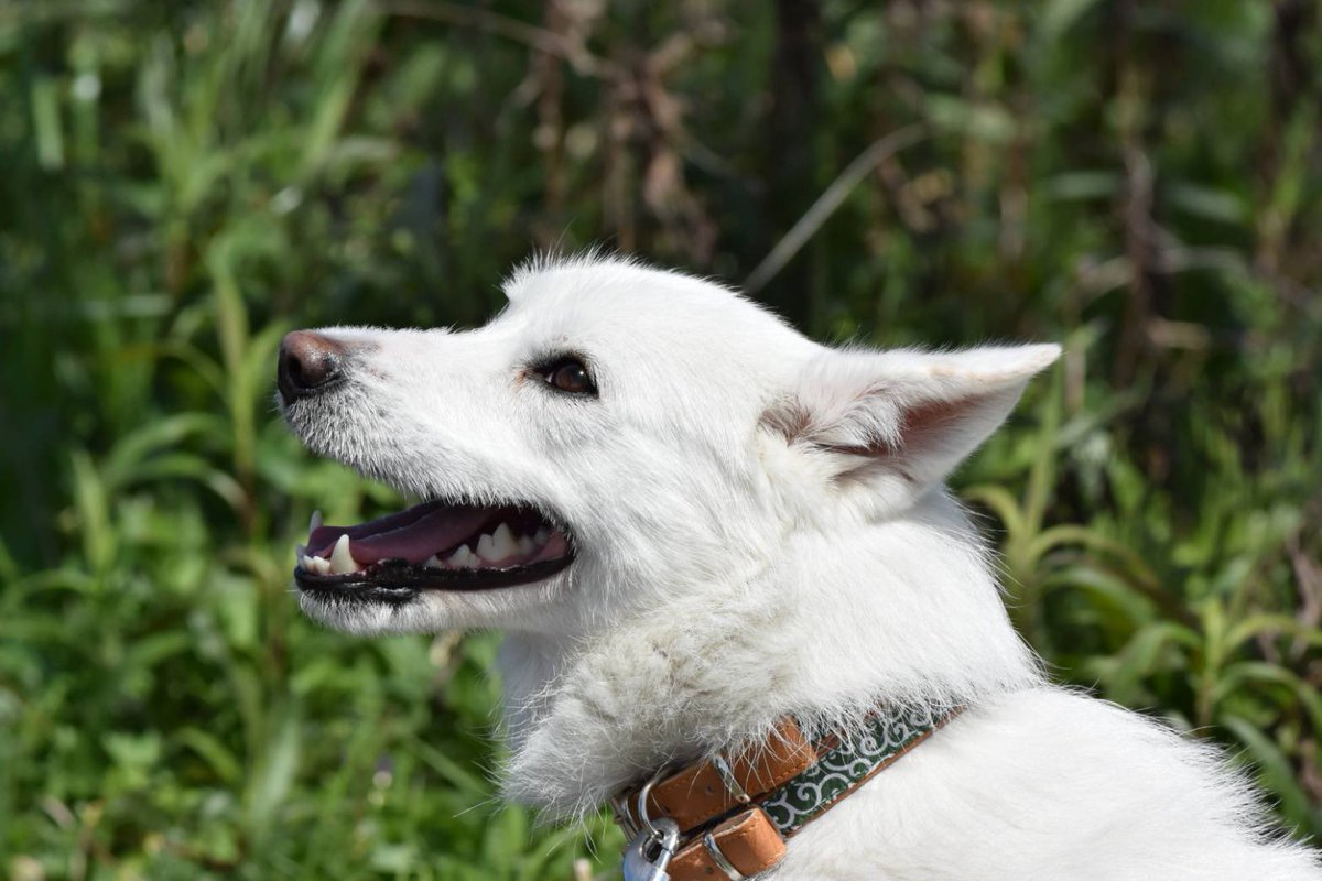 DBSK_2's tweet photo. なぬ！ #愛犬の日 だと？！🤣
我が家のイケワン？！を…w https://t.co/k0WBuu616W