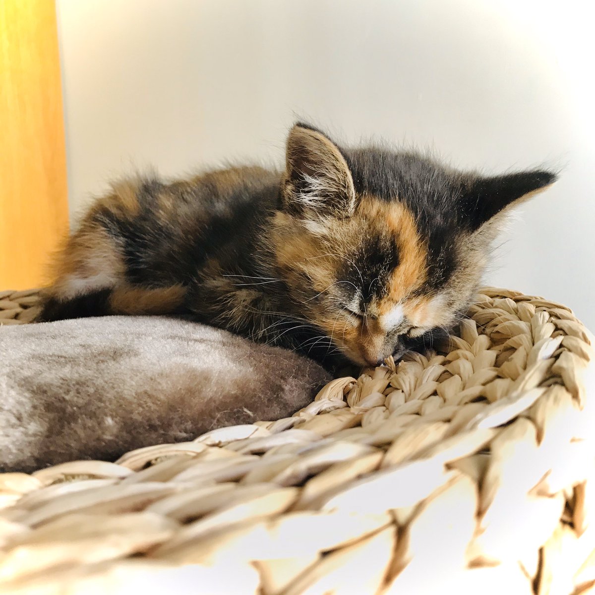 Thallide's tweet photo. Le petit chat (*´ω`*) https://t.co/E5iQvIpJlR