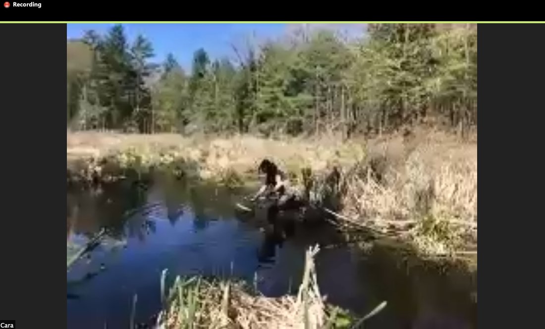 cps_cchs's tweet photo. 4th graders enjoy a virtual field trip to the swamp in Concord to learn about the animals there and watch the release of the turtles they fostered this year! https://t.co/2ZHF3o5AE5