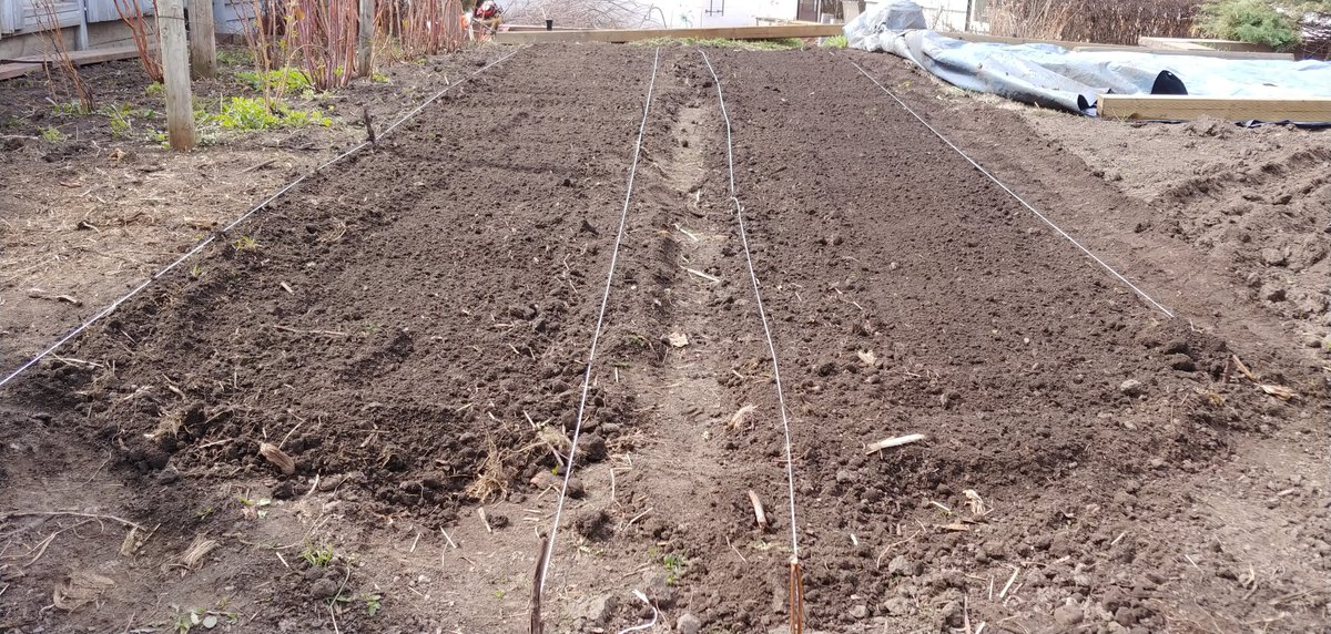 Thick spinach beds to maximize space for #urbanfarming. Get your #localfood (including ours) through @yycgrowers.