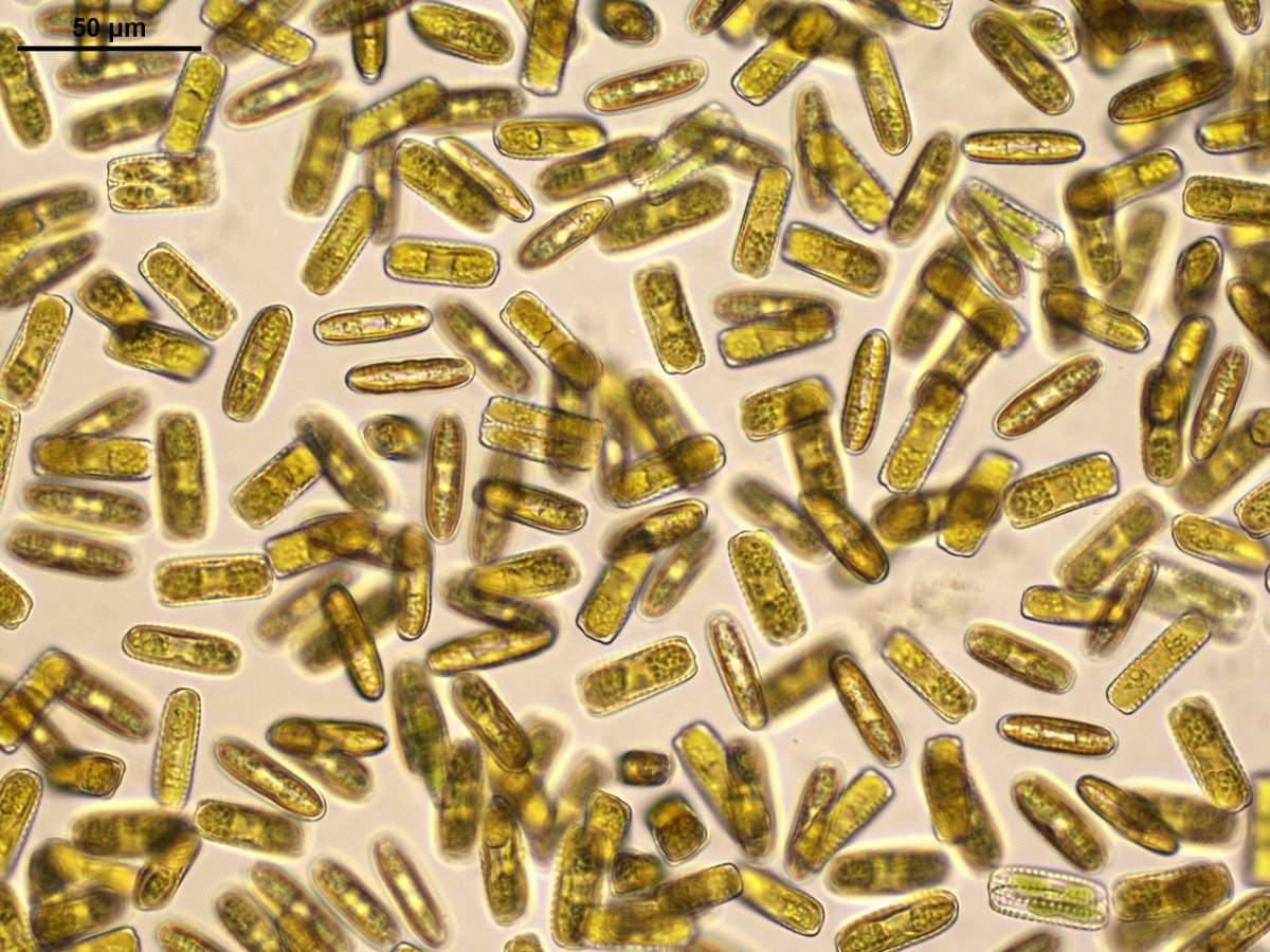 BAS_News's tweet photo. Evolution of microorganisms is highly driven by global dispersal &amp; formation of distinct species in isolation. BAS ecologist Dr Elise Biersma @EliseBiersma contributes to new study led by Dr Eveline Pinseel @EvelinePinseel, published today in Nature Comms: https://t.co/eWarZmKOaV https://t.co/TMAN9qcqfX