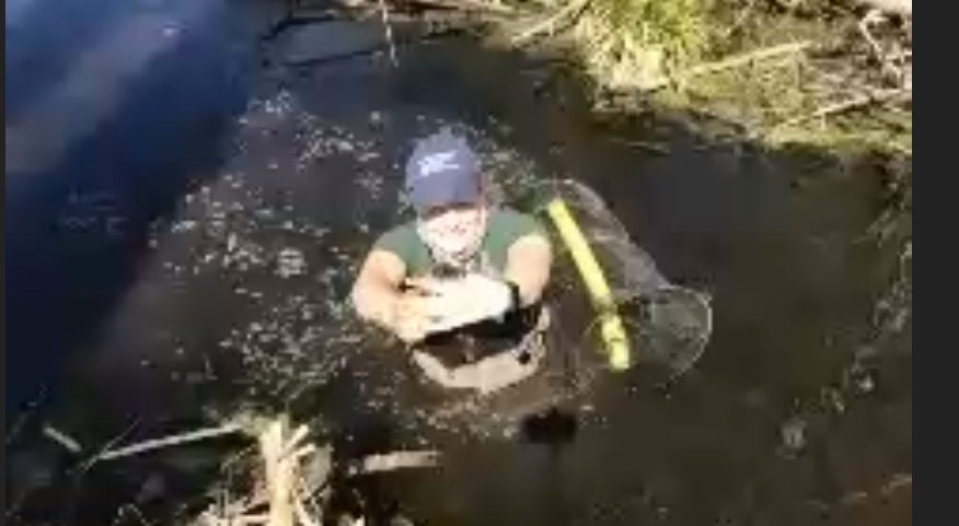 cps_cchs's tweet photo. 4th graders enjoy a virtual field trip to the swamp in Concord to learn about the animals there and watch the release of the turtles they fostered this year! https://t.co/2ZHF3o5AE5