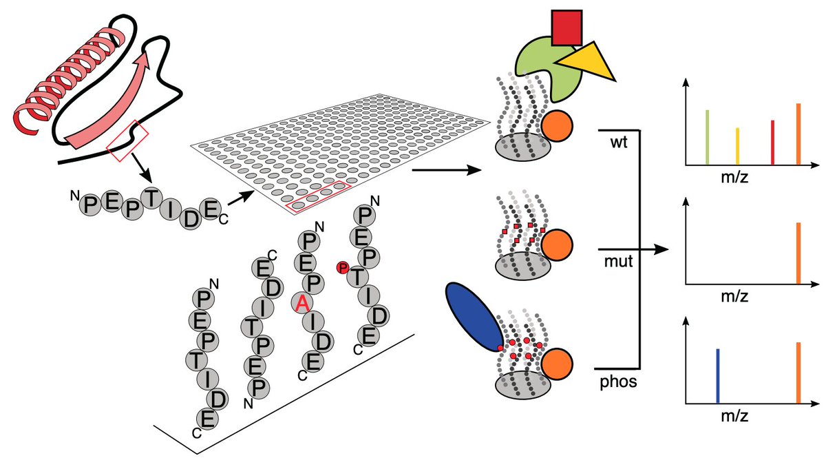 molcellprot's tweet photo. Paper in Press: "Peptide-based interaction proteomics" – #MCPReview #MassSpec #PeptideArray
https://t.co/HDlIAdeWVc
@UZH_en @MDC_Berlin https://t.co/sCJPm0Dmrm