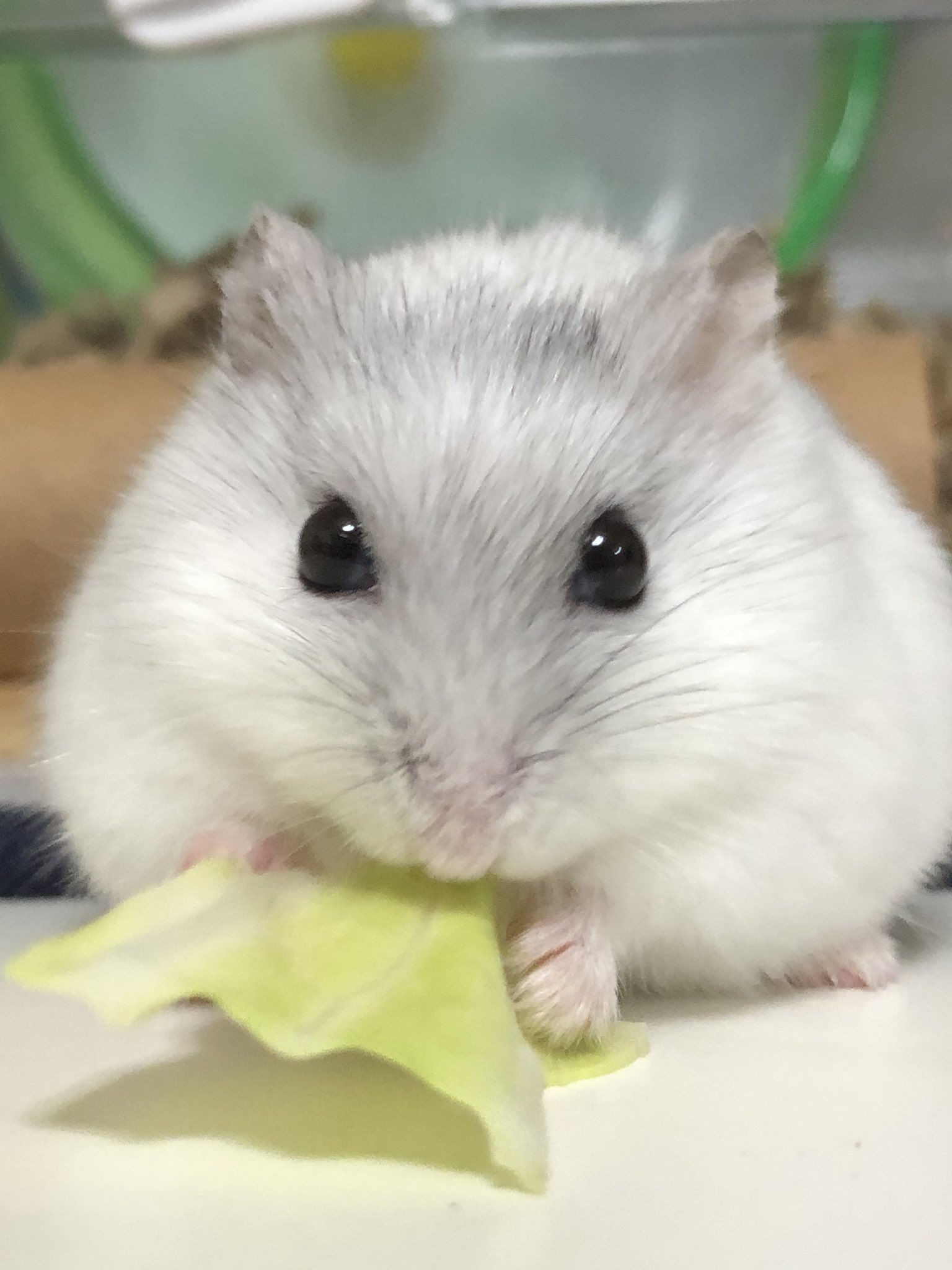 Peco3 デグハムチラ飼育中 携帯の壁紙用にユキチ を連写 癒される これから約枚の中から壁紙用の写真を厳選します ハムスター ハムスター好きと繋がりたい T Co Gocsteqlii Twitter