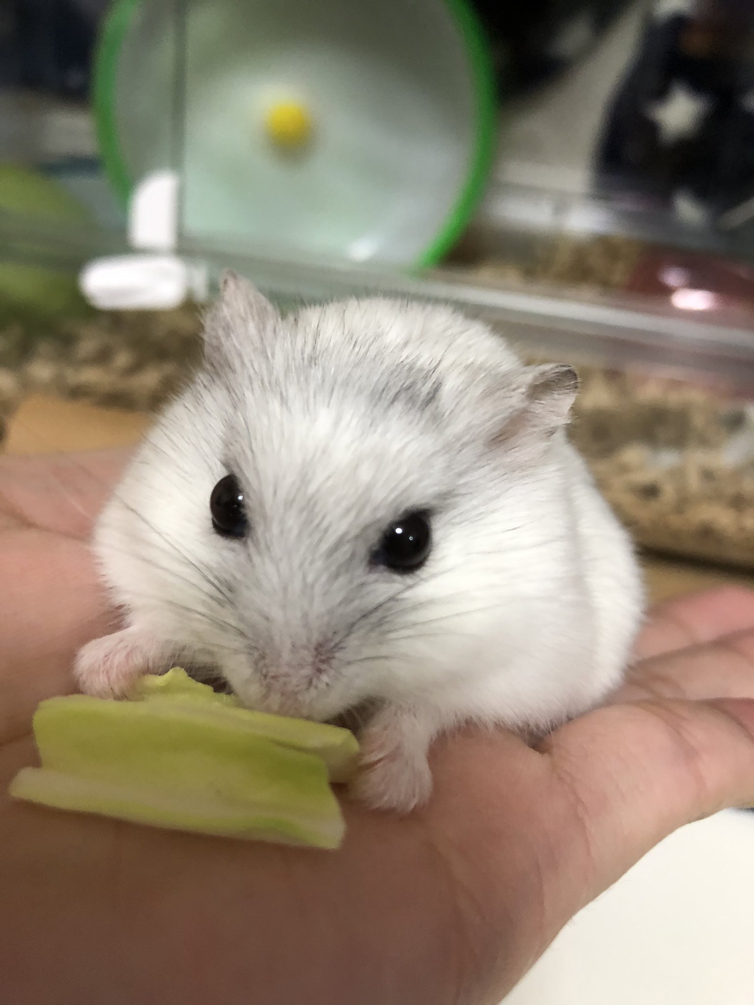 Peco3 デグハムチラ飼育中 携帯の壁紙用にユキチ を連写 癒される これから約枚の中から壁紙用の写真を厳選します ハムスター ハムスター好きと繋がりたい T Co Gocsteqlii Twitter
