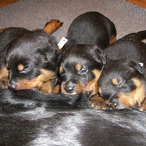 JoyRottweiler's tweet photo. Adorable Rottweiler puppies
Sweet bloodlines and temperament.
inbox me for details
Shipping and delivery available
Akc registered
8 weeks old
Vet records/ papers
Vaccins up to date

#rottweilersofinstagram #rottweilerpuppy #pets #puppylove #rottie #dogsofinstagram #rottweilerfans https://t.co/8aP3EVG4i0