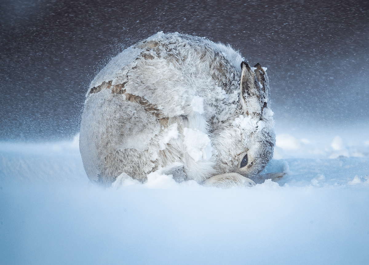 creapills's tweet photo. Les fantastiques photographies lauréates du BigPicture Natural World 2020

Toutes les photos : https://t.co/Bs8HUDo2W9 https://t.co/UMdKLJkxga