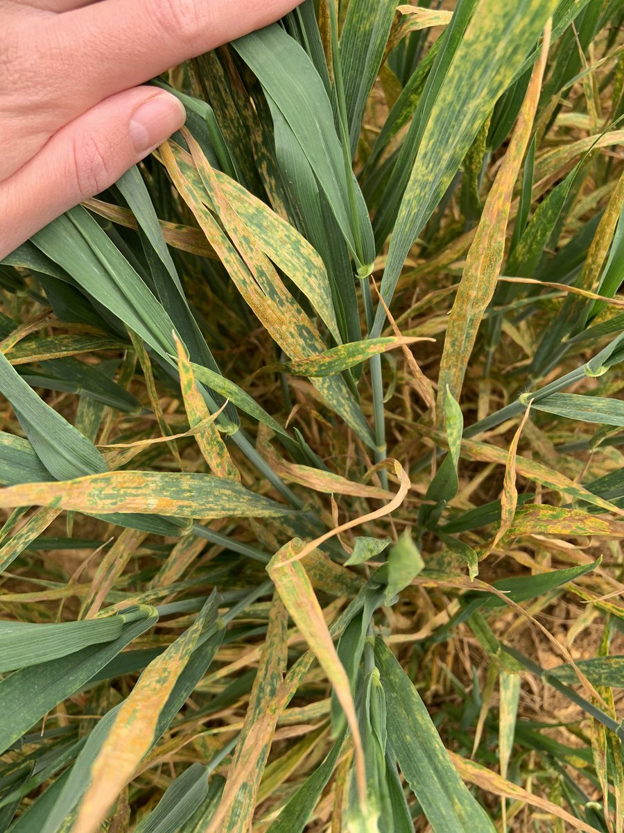 Should get some interesting results from our Stamford trial site this year given the Yellow Rust pressure! @SyngentaCropsUK #yellowrust #trials