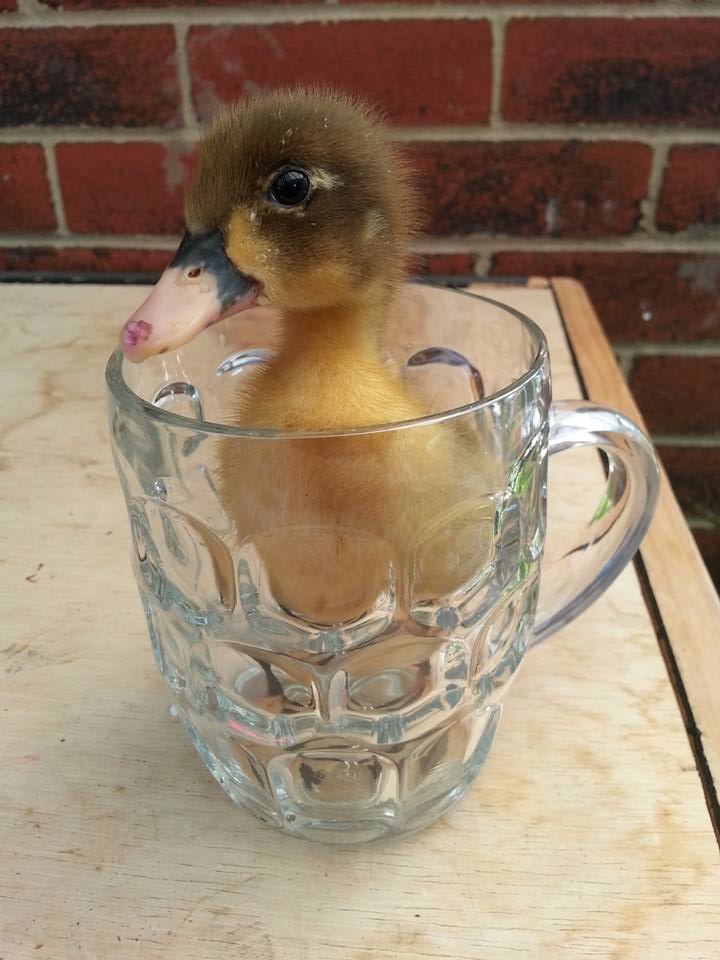 This little pint-sized cuteness works at home with Senior VFX Artist Lee Taylor! Did you ever think this morning that seeing a baby duck in a cup would be the highlight of your day?