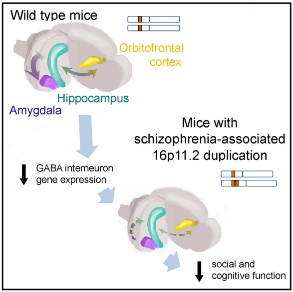 StrathclydeOA's tweet photo. 16p11 duplication disrupts hippocampal-orbitofrontal-amygdala connectivity, revealing a #neural circuit #endophenotype for #schizophrenia https://t.co/S6X6wpzwDh #cognition #cellmarker #brain #prefrontalcortex  #OpenAccess @SipbsS @SIPBS_Strath @Judemindspace @BeccaOpenshaw7 https://t.co/TmyLtO8awQ