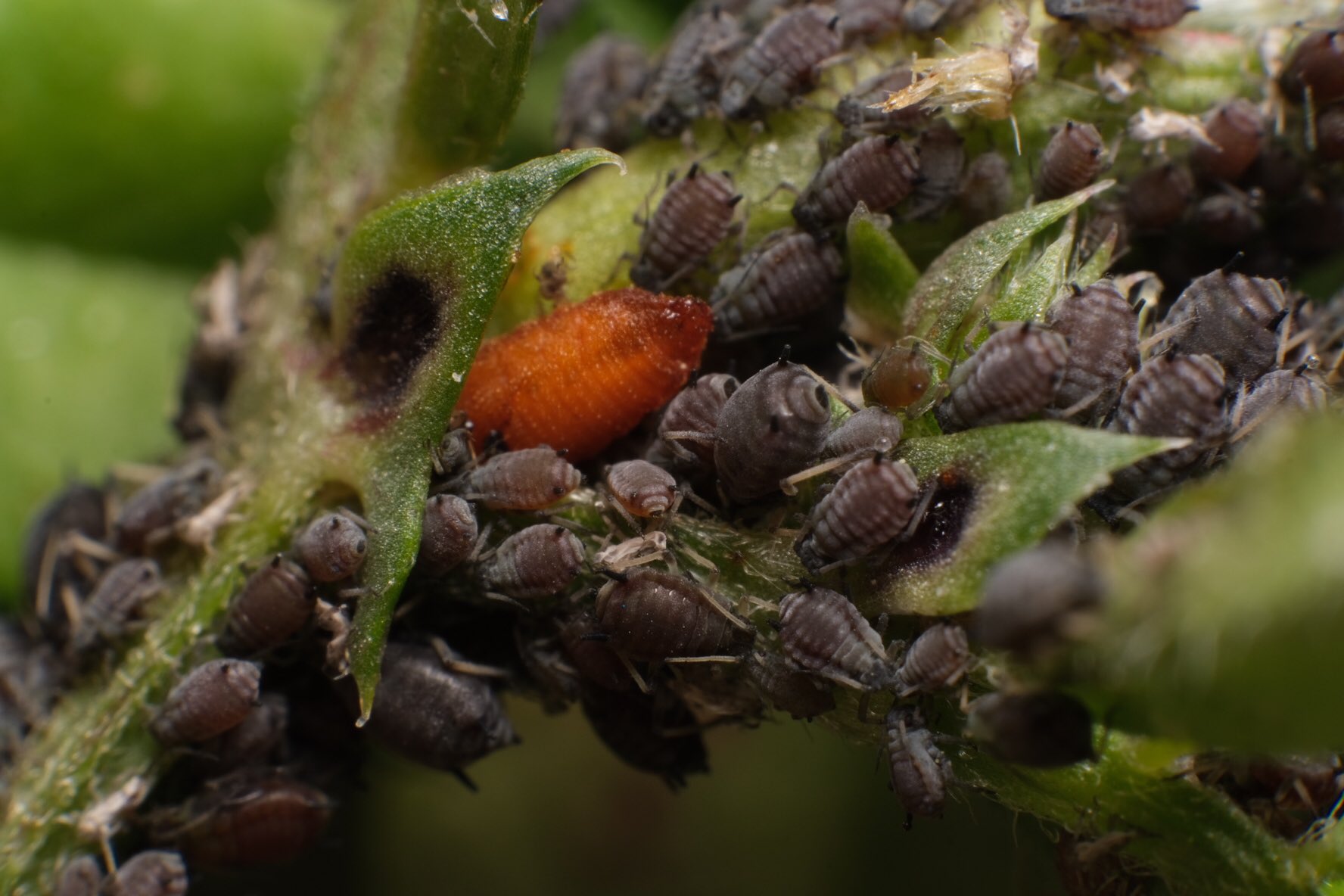 Mouuuusa ヤハズエンドウでアブラムシを捕食していた幼虫が蛹になってアブラコバエ科 Leucopis Sp が羽化しました 小さいけど美しいハエです 明るいグレーのグラデーションと毛並みにうっとり T Co Jlz0dnd9fi Twitter