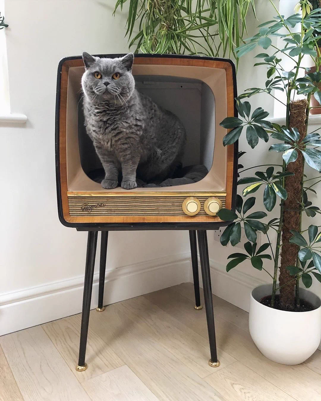 レトロ感が良い！古いテレビを再利用したら、猫ちゃんハウスになった。