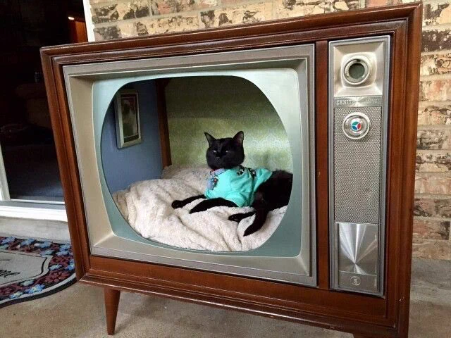 レトロ感が良い！古いテレビを再利用したら、猫ちゃんハウスになった。