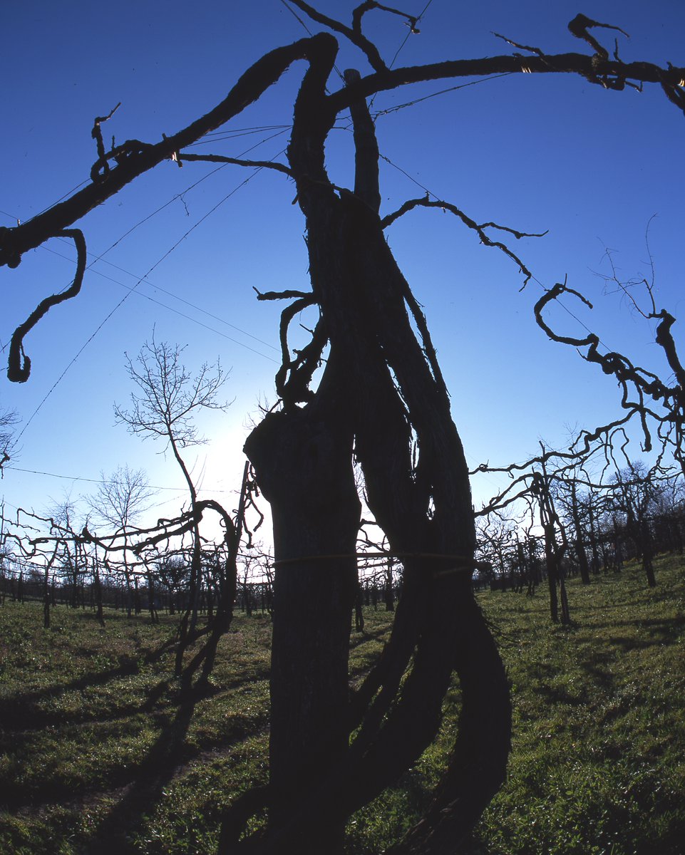 itawinepodcast's tweet photo. If you ever get the chance, visit Paternopoli and Nativ Azienda Vinicola for some tranquility and great wine. 

🎧 Listen to #italianwinepodcast episode 306: https://t.co/ccNYEZfya8

#italy #wine #podcast #italianwine #OperaWine @steviekim222 https://t.co/tvlnijDjpL
