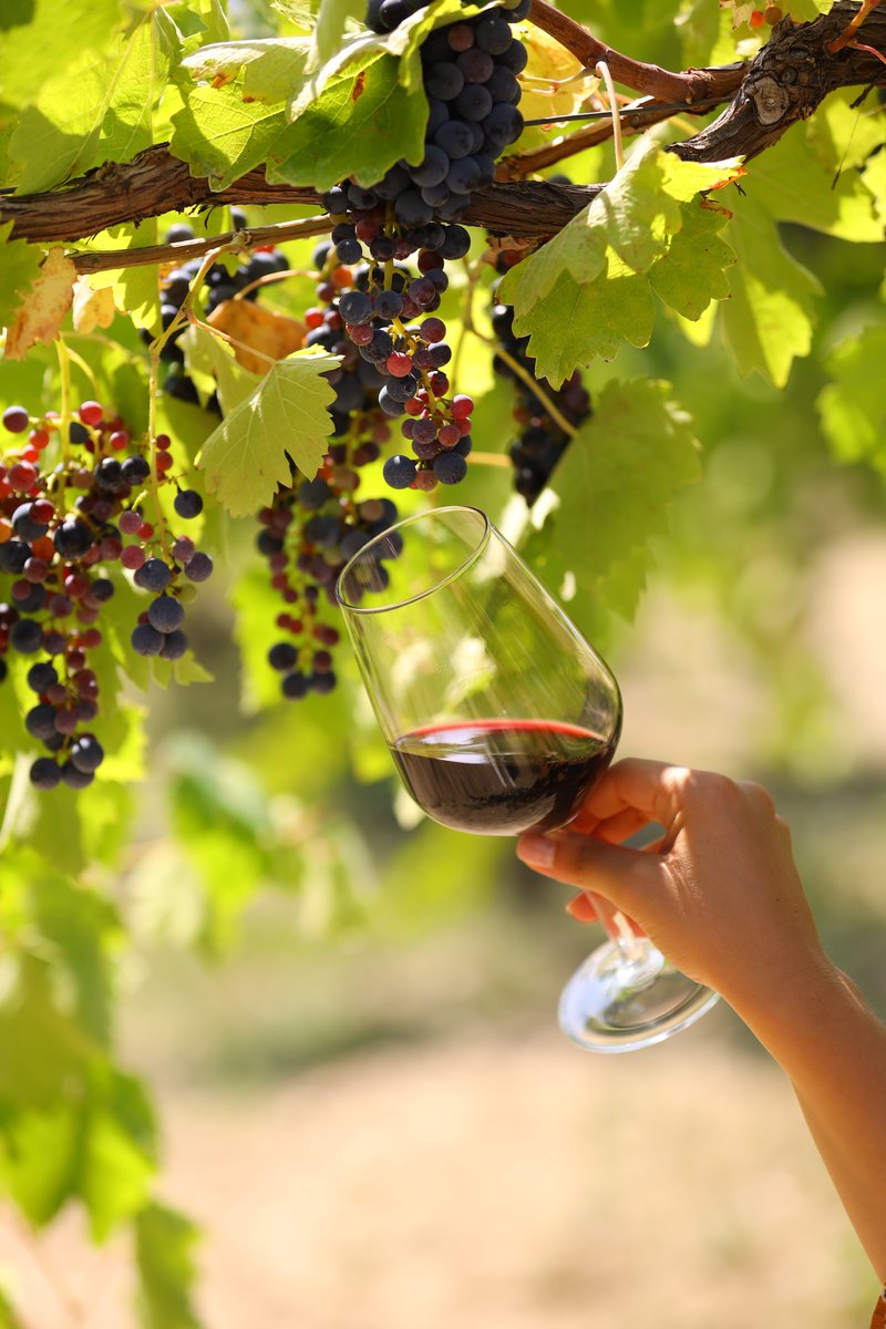 itawinepodcast's tweet photo. If you ever get the chance, visit Paternopoli and Nativ Azienda Vinicola for some tranquility and great wine. 

🎧 Listen to #italianwinepodcast episode 306: https://t.co/ccNYEZfya8

#italy #wine #podcast #italianwine #OperaWine @steviekim222 https://t.co/tvlnijDjpL