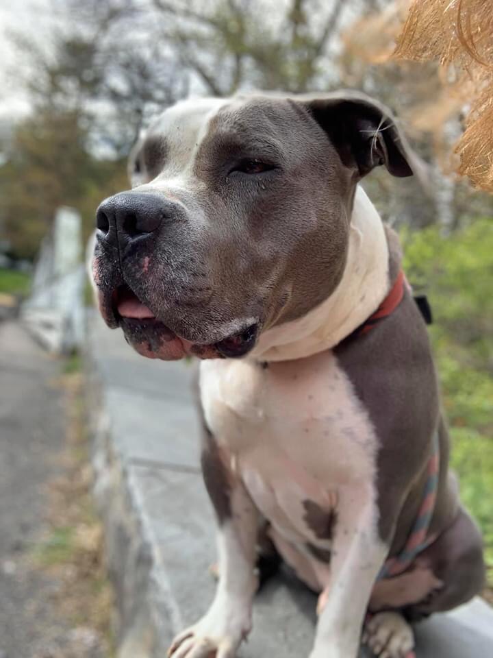 camppapillon's tweet photo. Gentle sweet Tank still looking for a home
Please share so we can get him a home β€οΈβ€οΈ#adopttank https://t.co/Cj2gheSTb1 https://t.co/nQbfPASqyi