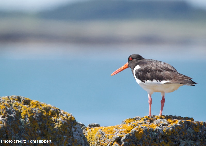 EssexWT_Rachel's tweet photo. Many beach nesting birds have been enjoying a disturbance-free start to their breeding season and some may have nested in different places! Beach users and water sports enthusiasts can all help #ShareOurShores with these beautiful birds - find out how👉 https://t.co/LOGfVipZxR https://t.co/nVSZaFsnDb