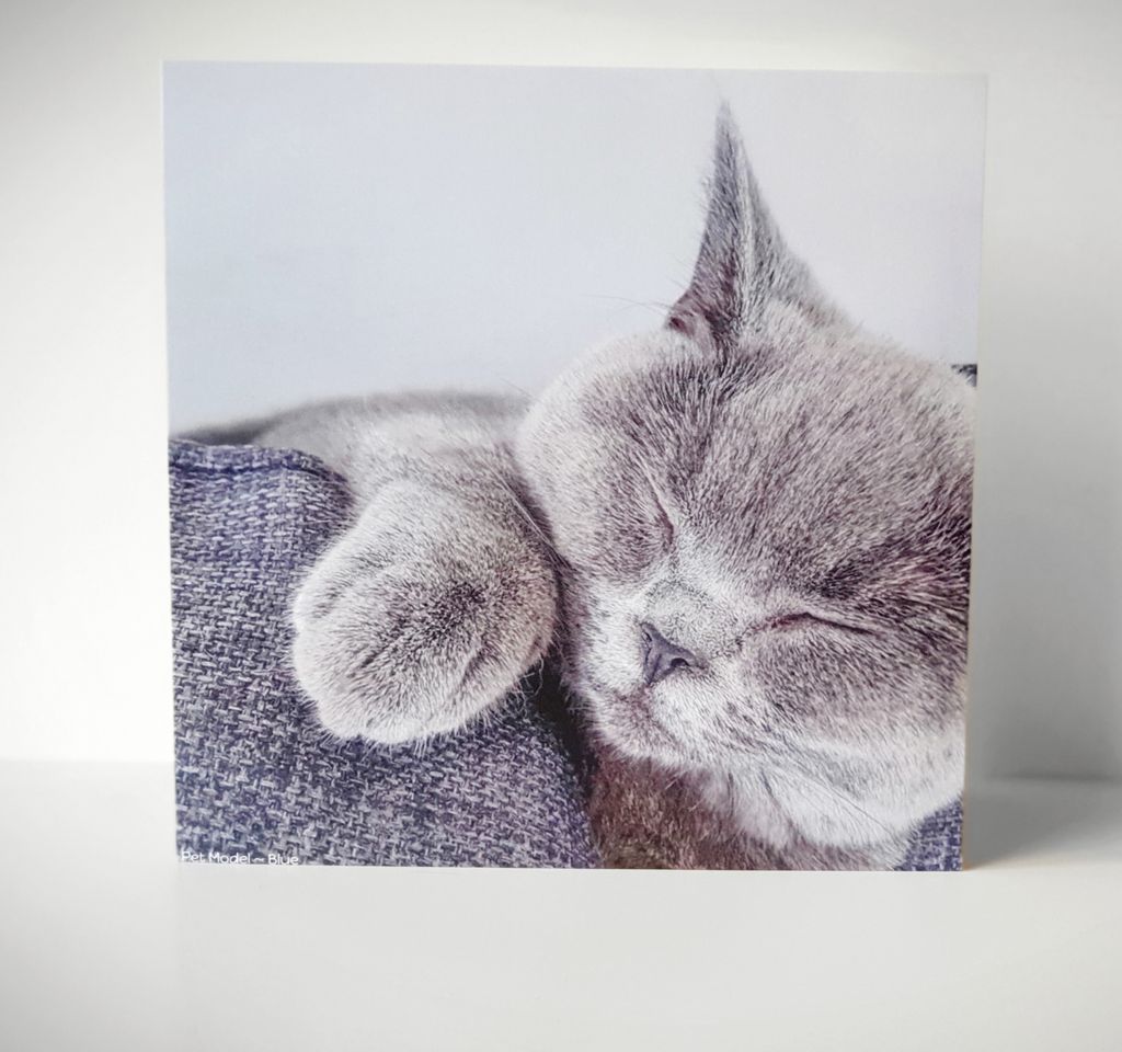 petmodelsuk's tweet photo. Premium Plain Greetings Card, Blue, British Short-haired Cat.Giftwrapped with Envelope Seal, 15x15cm Card by Pet Models UK- Model: Blue
 https://t.co/RUdmWzajes

#petmodelsuk #cats #greetingcards #CatsOfTheQuarantine  #catsofquarantine #catlife #CatsOnTwitter #CatsOfTwitter #cat https://t.co/e4kLUioAvj