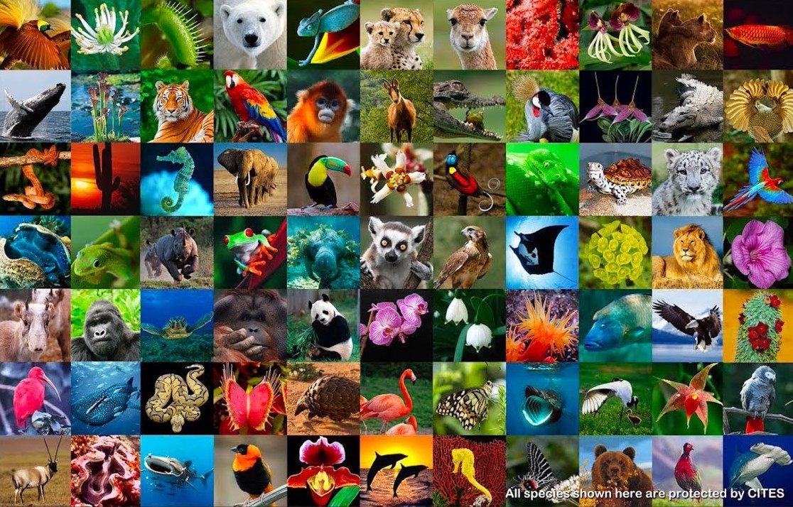 The Global Biodiversity Festival has just been announced May 22nd-24th! 50+ scientists, explorers, conservationists, policymakers and more sharing the weird &amp; the wonderful, numerous challenges faced &amp; some good news conservation stories #GlobalBioFest

globalbiofest.com