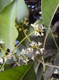 arbolespe's tweet photo. #Cuspa (Linoiciera ramiflora)   F Oleaceae #Palohueso Arbolpequeño , hojas perennes, opuestas y simples. Las flores se producen en panículas plumosas; son de color blanco, amarillo pálido o rosa teñido. El fruto es una drupa que contiene una sola semilla https://t.co/jhrZgDo0xJ
