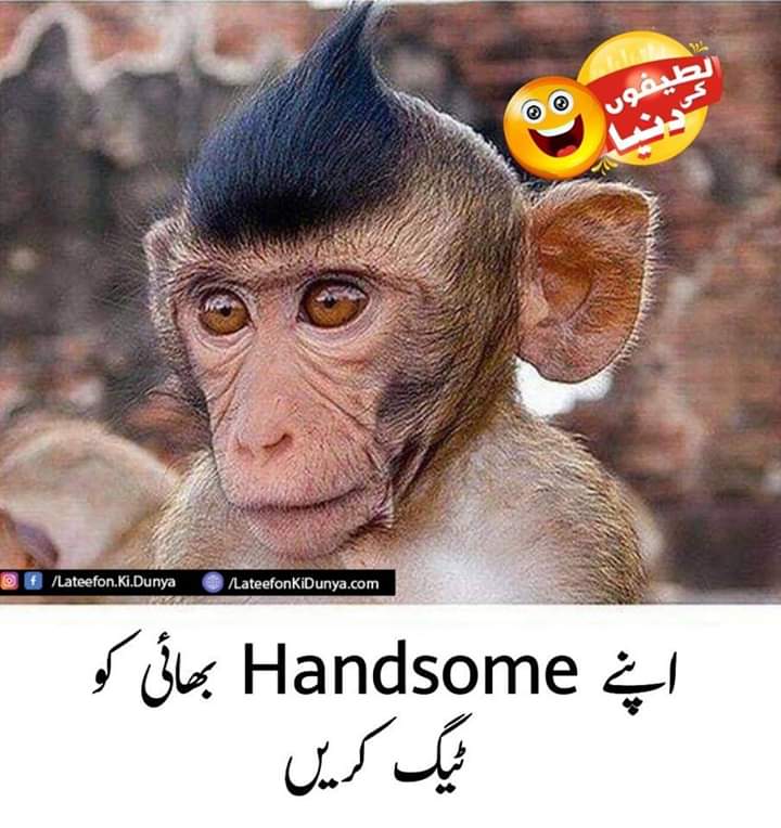 Funny Monkey Pictures With Captions In Urdu